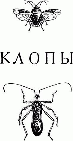 Жизнь насекомых. Рассказы энтомолога _485.jpg