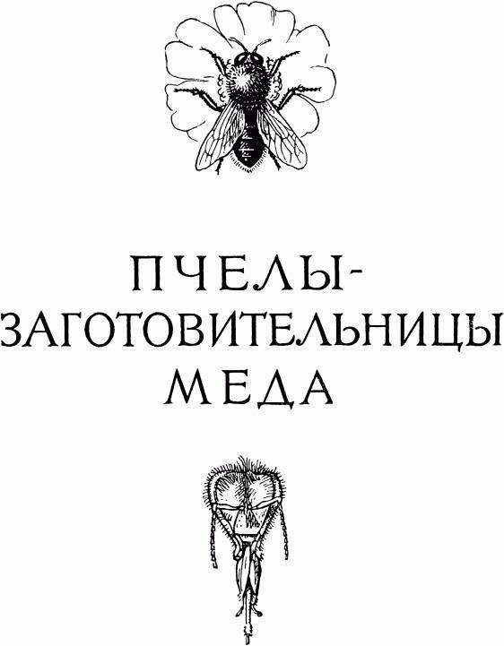 Жизнь насекомых. Рассказы энтомолога _191.jpg