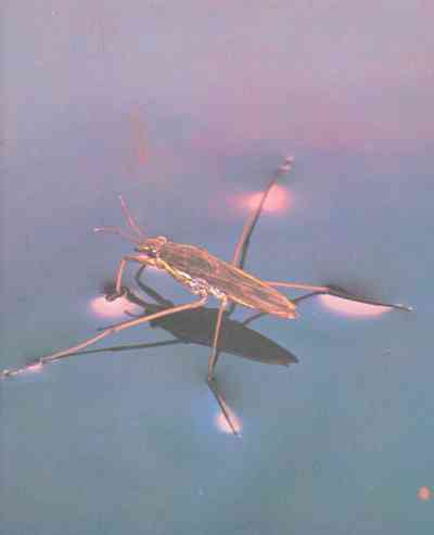 Живая планета i_096.jpg
