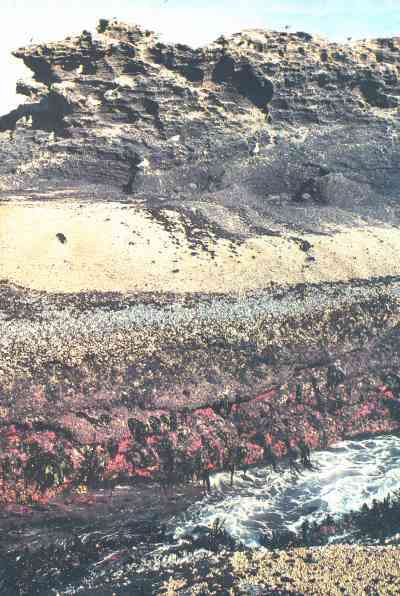 Живая планета i_104.jpg