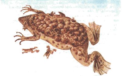 Невидимые нити природы i_037.png