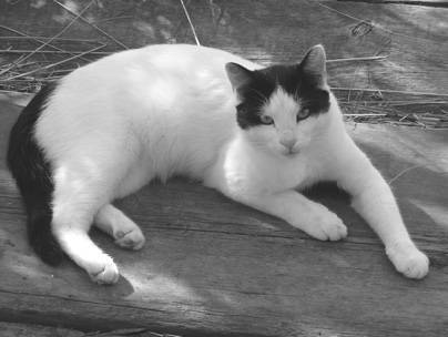 Бывший горожанин в деревне. Лучшие рецепты для загородной жизни _46.jpg
