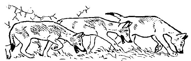 Окаменевшие волки i_015.png