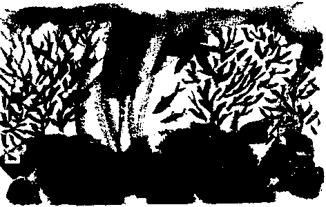 Правдивая история про девочку Эмили и ее хвост img01.png
