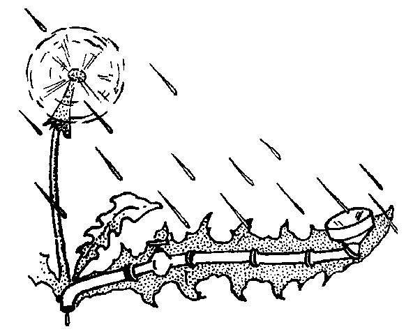 Радуга под окнами (с илл.) i_067.png