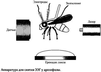 Сон. Почему мы спим и как нам это лучше всего удается _16.jpg