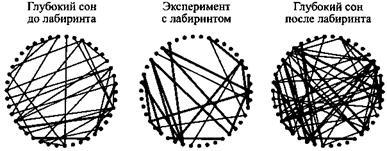 Сон. Почему мы спим и как нам это лучше всего удается _22.jpg