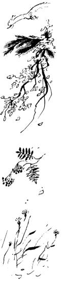 Весёлый камушек i_012.png