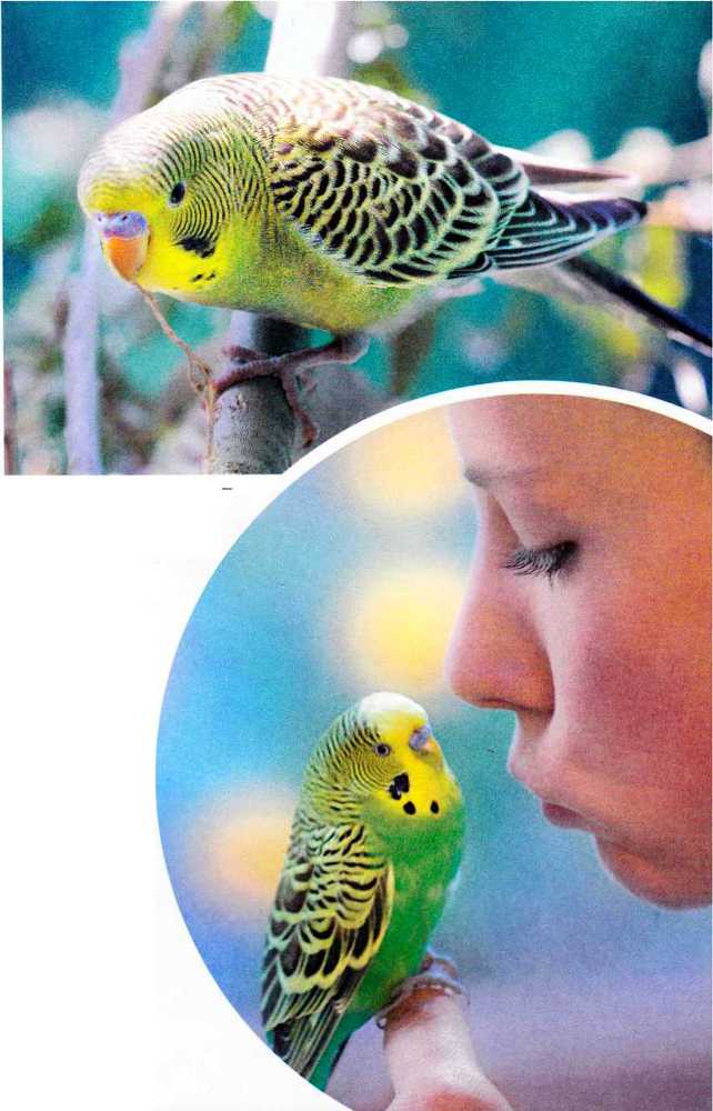 Волнистые попугайчики image6.jpg