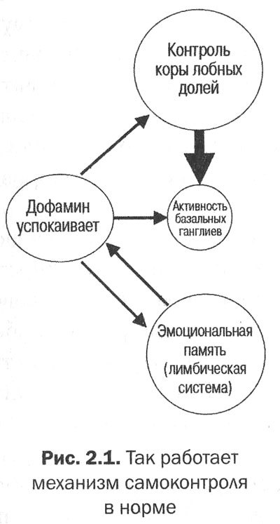 Измени мозг - изменится и тело _11.jpg
