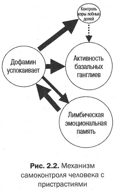 Измени мозг - изменится и тело _12.jpg