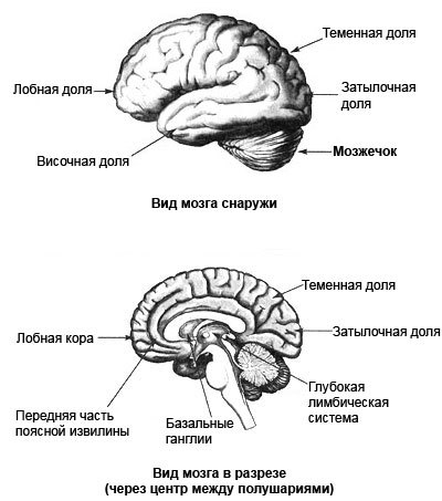 Измени мозг - изменится и тело _8.jpg