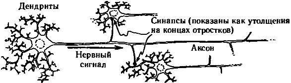 Тени разума. В поисках науки о сознании _73.png