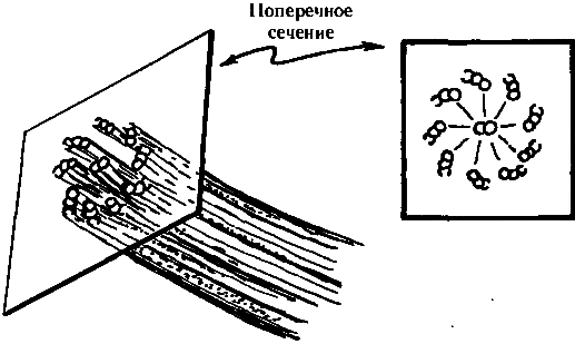 Тени разума. В поисках науки о сознании _75.png