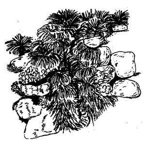 Справочник современного ландшафтного дизайнера i_037.jpg