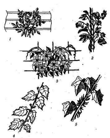 Справочник современного ландшафтного дизайнера i_055.jpg