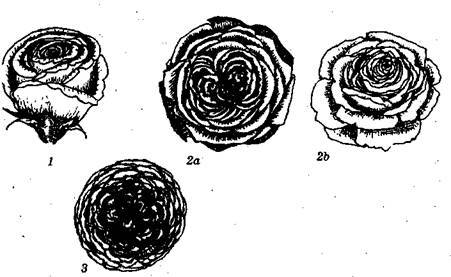 Справочник современного ландшафтного дизайнера i_102.jpg