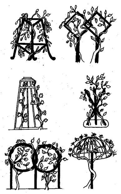 Справочник современного ландшафтного дизайнера i_110.jpg