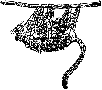 Тигровые каникулы i_037.png