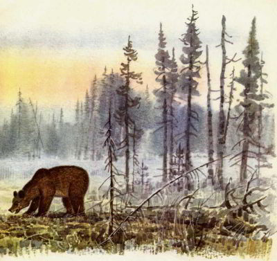 Жил-был медведь _005.jpg
