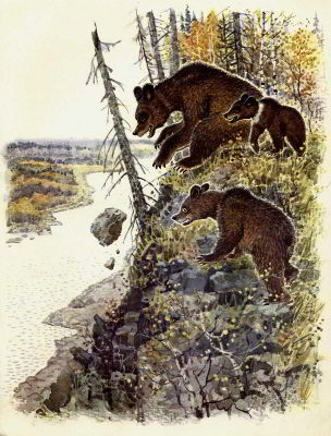 Жил-был медведь _006.jpg