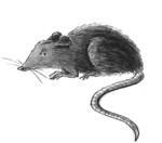 Froschzauber i_027.jpg