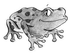 Froschzauber i_048.jpg