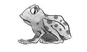 Froschzauber i_010.jpg