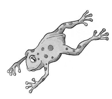 Froschzauber i_013.jpg