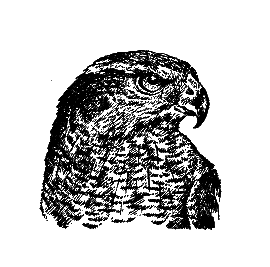 Братья наши меньшие [Мы вовсе не такие] i_084.png
