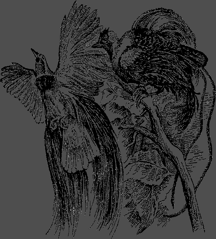 Австралийские этюды i_013.png