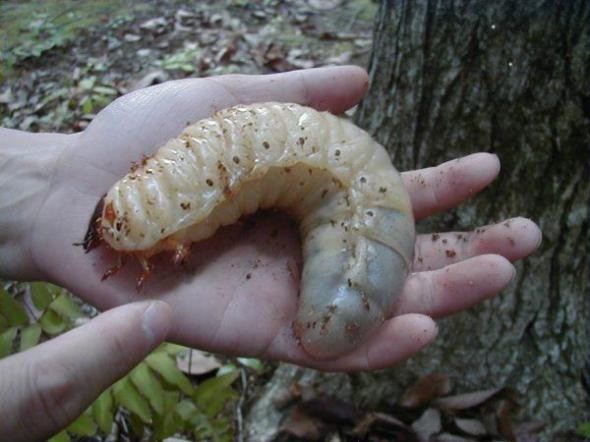 Вспомнить молодость i34worm35.jpg