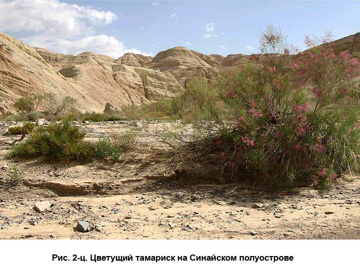 По следам Ковчега Завета c02.jpg