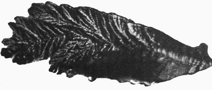 Сенсационная история Земли _129.jpg