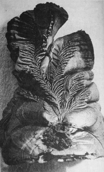 Сенсационная история Земли _131.jpg