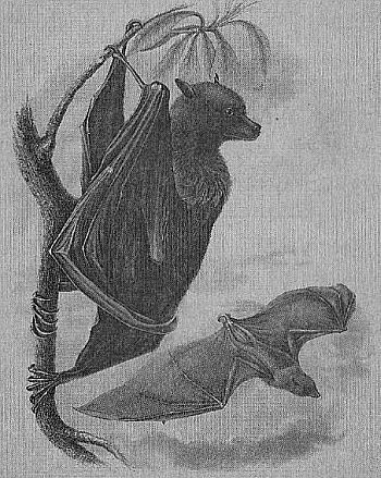100 великих рекордов живой природы i_075.jpg