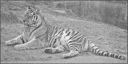100 великих рекордов живой природы i_086.jpg