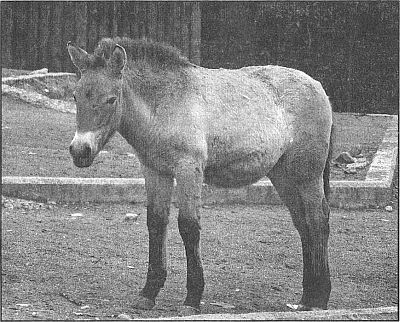 100 великих рекордов живой природы i_094.jpg