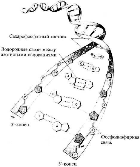 Пять нерешенных проблем науки i_025.jpg