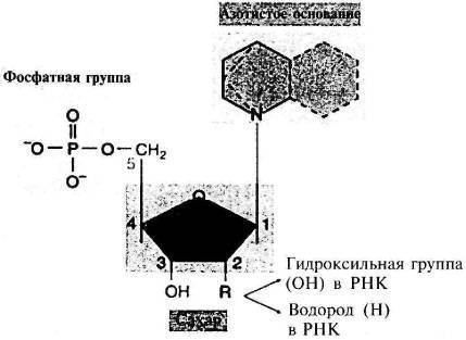 Пять нерешенных проблем науки i_026.jpg