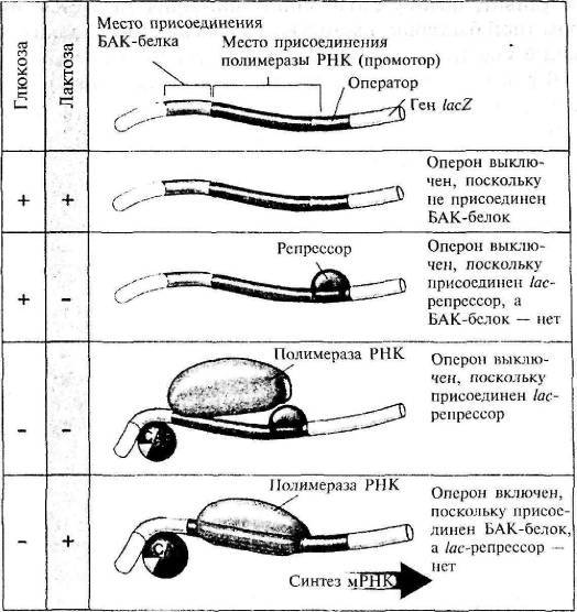 Пять нерешенных проблем науки i_041.jpg