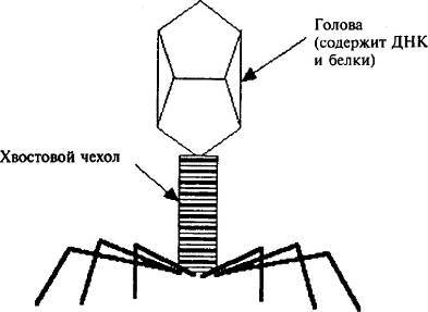 Пять нерешенных проблем науки i_047.jpg