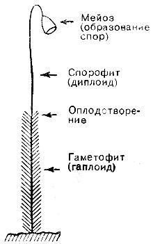 Что такое жизнь? img_9.jpeg