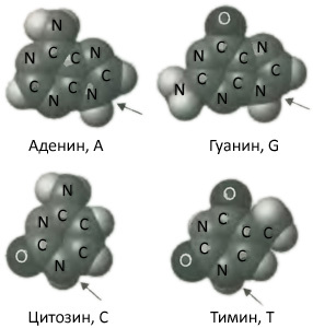 Десять великих идей науки. Как устроен наш мир. i_019.jpg