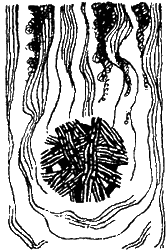 Занимательная физиология i_038.png