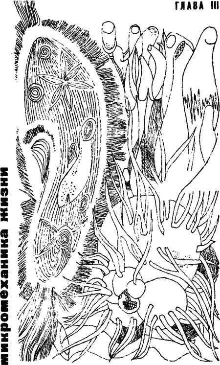 Занимательная биология i_017.png