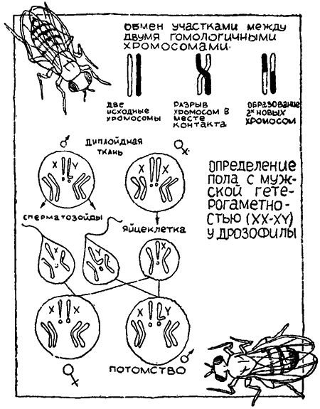 Занимательная биология i_036.png