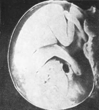 Занимательная биология i_106.jpg