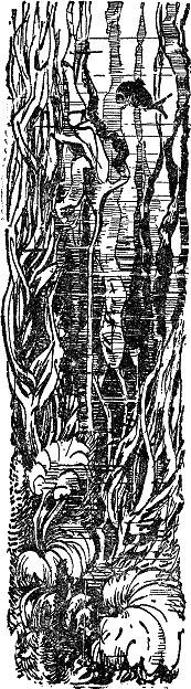 Двадцать тысяч лье под водой i_018.png