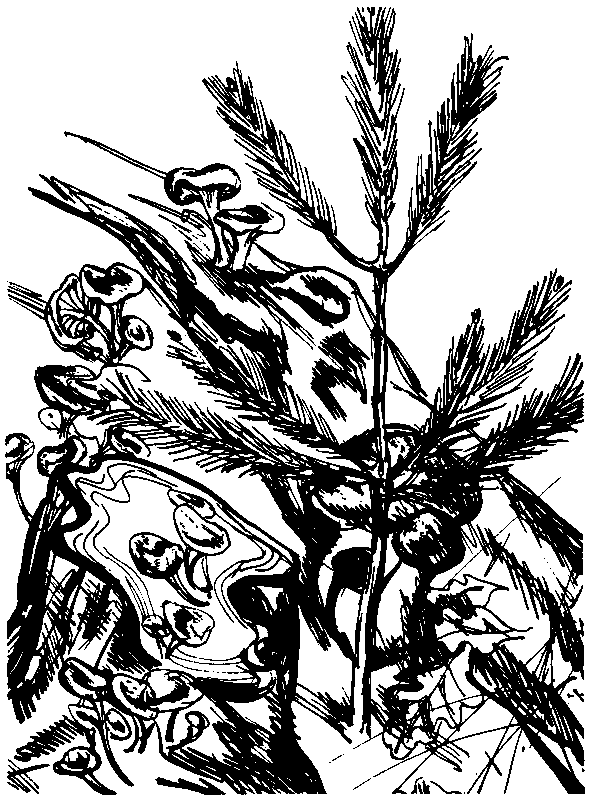 За грибным царем (сборник) (с илл.) pic_25.png
